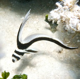 Juvenile spotted drum
