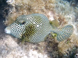 Spotted trunkfish