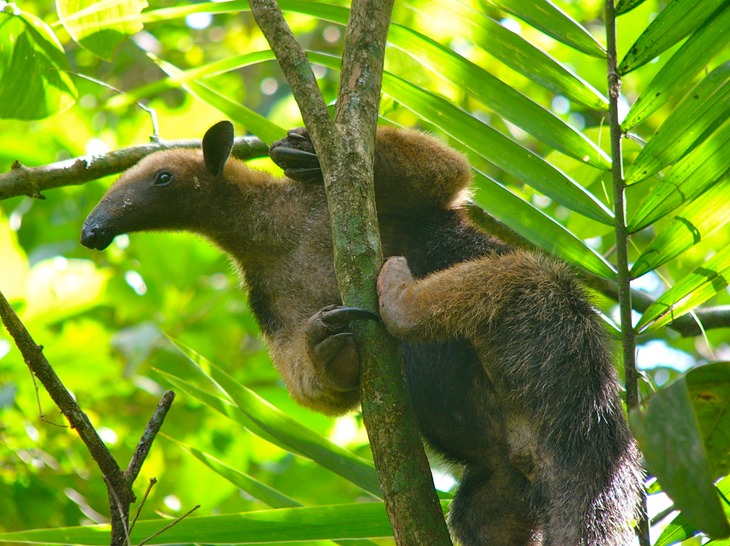 Anteater (Northern tamandua)