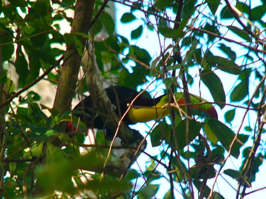 Keel-billed toucan