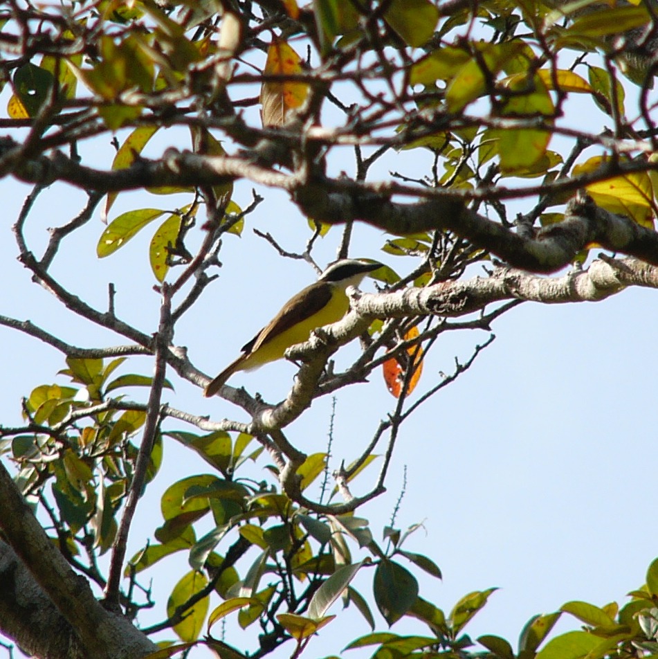 White-ringed flycatcher