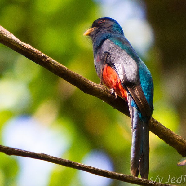 Slaty-tailed_Trogon_male