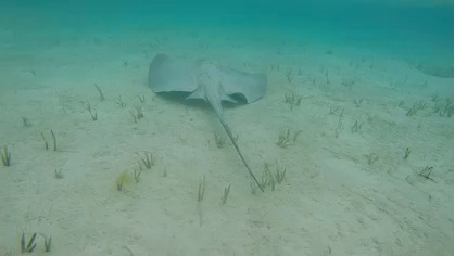 stingray